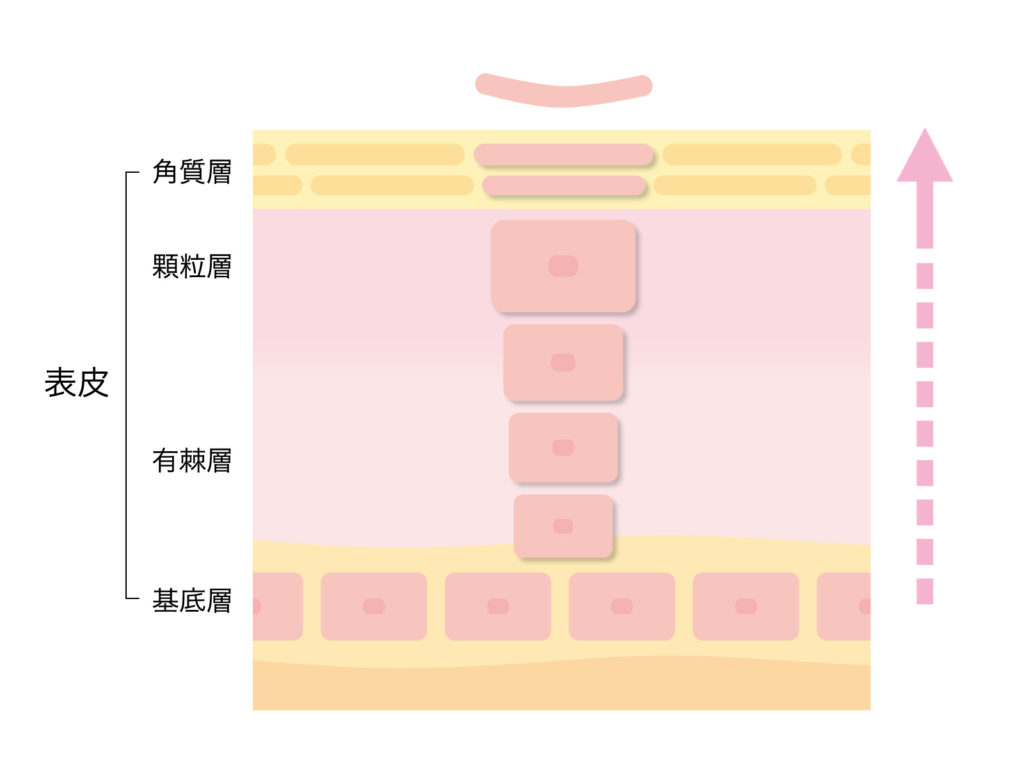 クラウンセルクリーム　肌のバリア層図