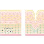 コラーゲン 効果がある!と感じる時の条件とは?